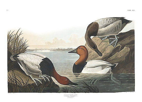 Canvasback